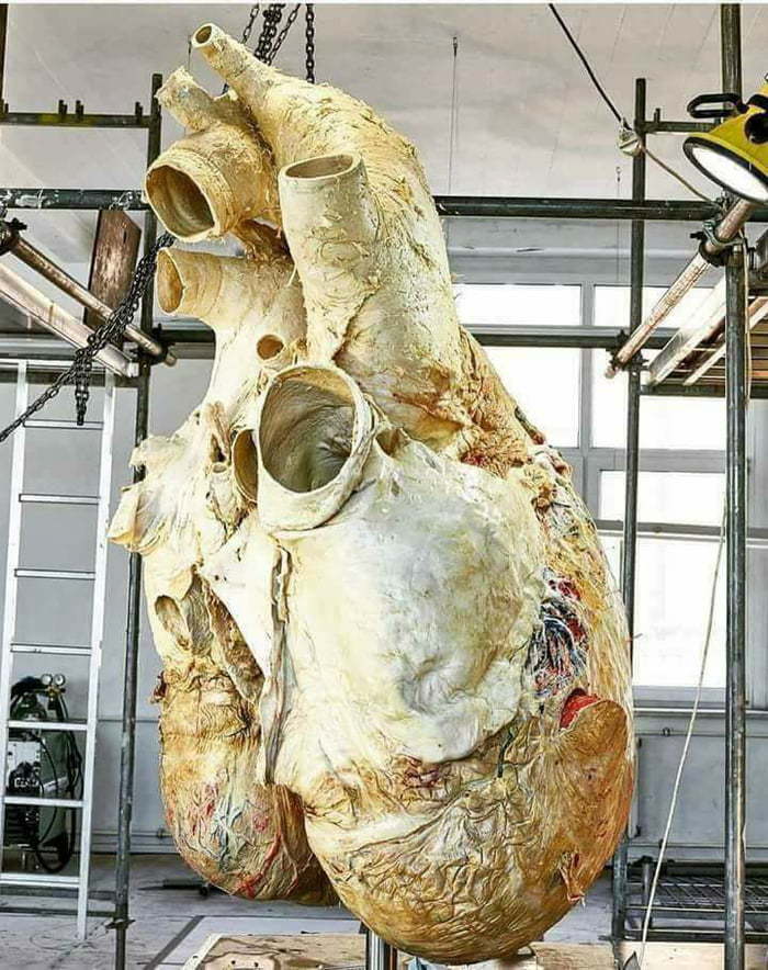 Blue whale heart at the Royal Ontario Museum - Blue whale, Heart, Reddit