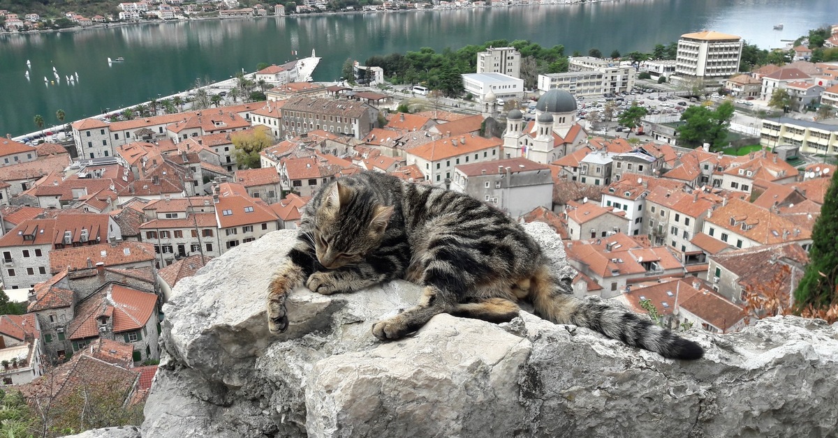 Г кошка. Которская крепость, Черногория. Черногорские кошки. Kotor Montenegro кошки. Котор город кошек. Котор — город-крепость с котами.