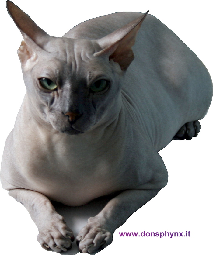 Richik was worried. Zoomag stories. Don Sphinx. - My, Pet Shop, Don Sphynx, cat, , Longpost