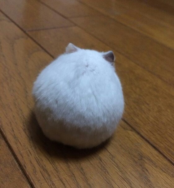 Catball :3 - Ball, Milota, Animals, Hamster