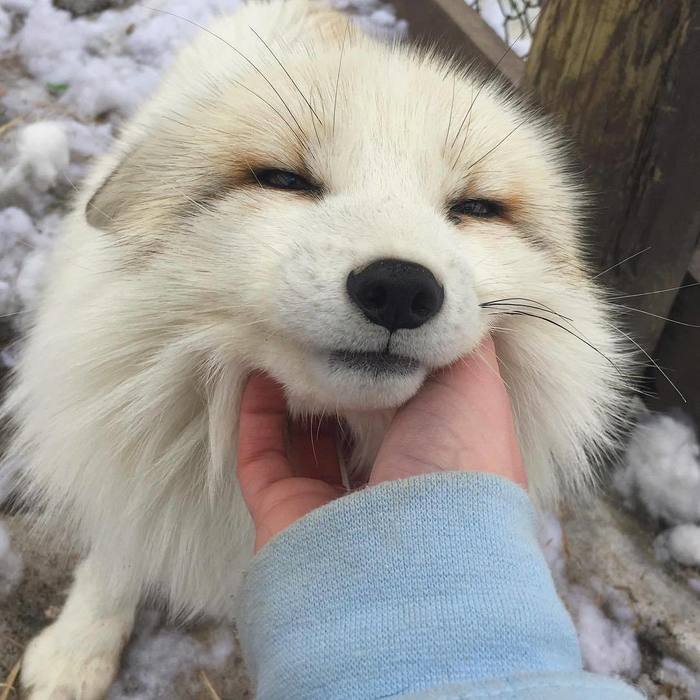 Very cute fox - Domestic fox, Fox