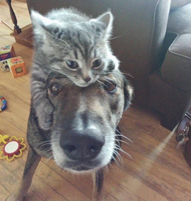 Adorable photos of friendship between dogs and cats - The photo, cat, Longpost