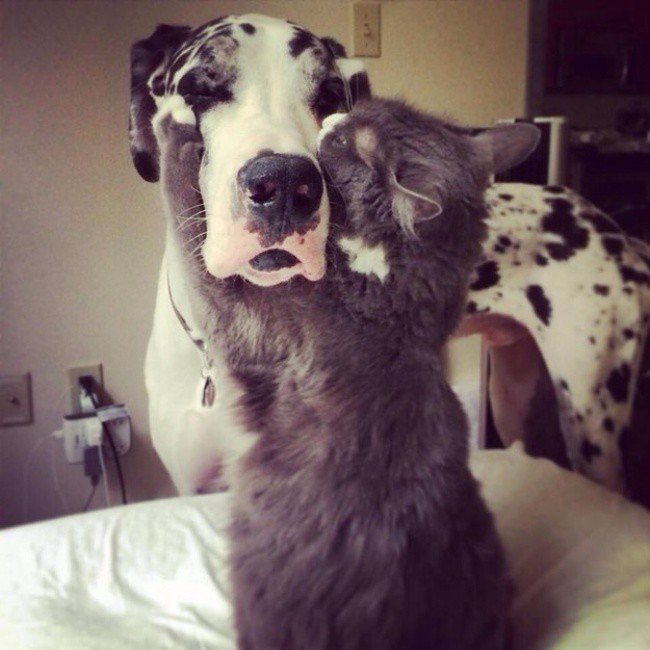 Adorable photos of friendship between dogs and cats - cat, The photo, Longpost