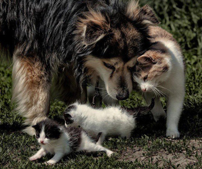 Adorable photos of friendship between dogs and cats - cat, The photo, Longpost