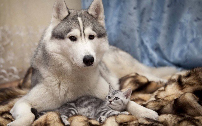 Adorable photos of friendship between dogs and cats - cat, The photo, Longpost