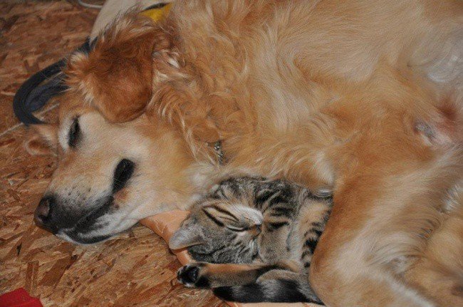 Adorable photos of friendship between dogs and cats - cat, The photo, Longpost