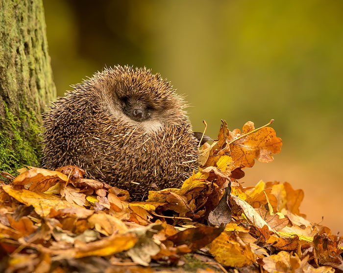 Charming and cute hedgehogs cheer up - Hedgehog, The photo, Longpost