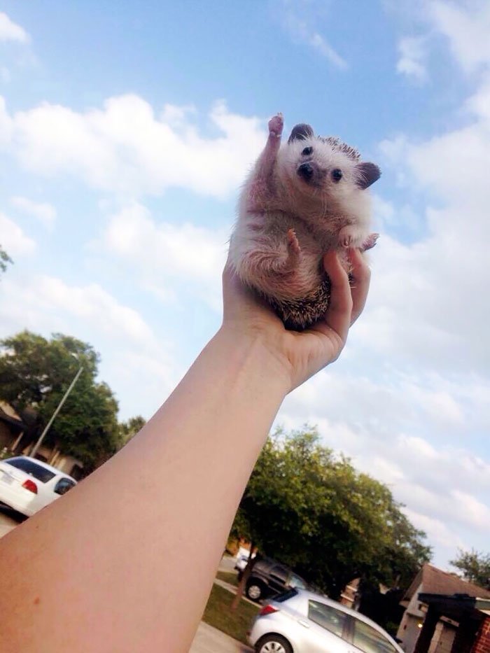 Charming and cute hedgehogs cheer up - Hedgehog, The photo, Longpost