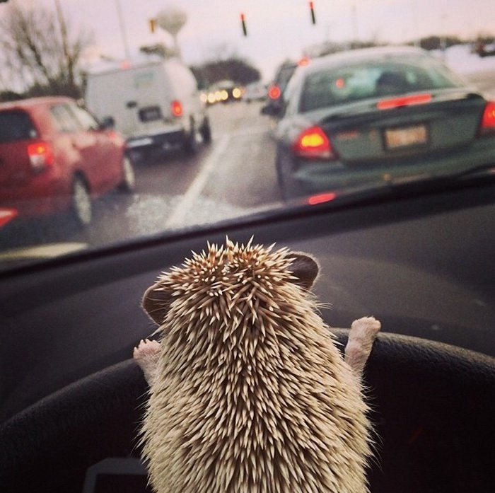 Charming and cute hedgehogs cheer up - Hedgehog, The photo, Longpost