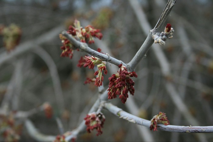 Spring comes into its own - My, Tree, Spring