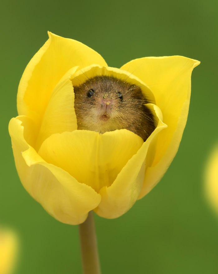 Hid - The photo, Flowers, Mouse, Plants, Animals, Pollen