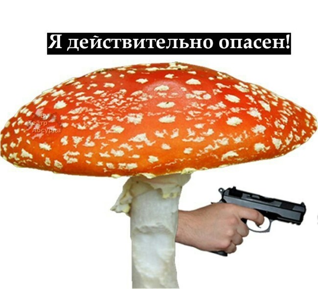 Theater of the absurd - Муха, Mushrooms, Absurd, , Humor, From the network, Longpost, Alexander Griboyedov