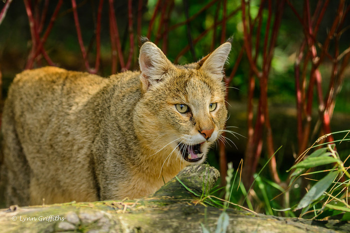 Reed cat or marsh lynx. - Jungle cat, cat, Cat family, Predator, Animals, , , Text, Longpost, Predatory animals