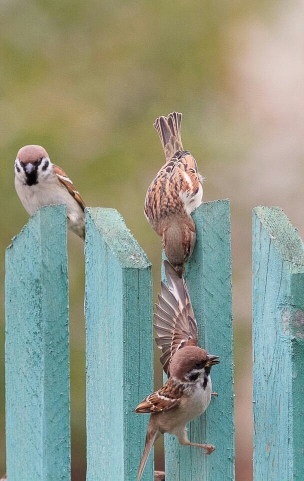 9-1-1 in action. - Sparrow, The rescue, The photo, Lucky moment, Lucky shot