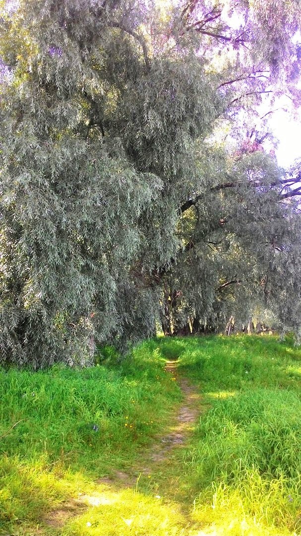 Golibiha. The estate of the Levashovs. - My, , Manor, Longpost