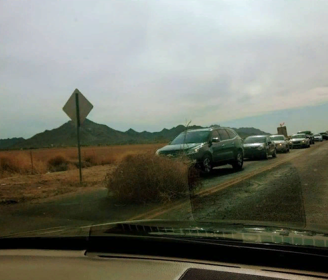 Tumbleweed Invasion in the USA - Plants, USA, Longpost, Tumbleweed