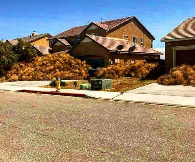 Tumbleweed Invasion in the USA - Plants, USA, Longpost, Tumbleweed