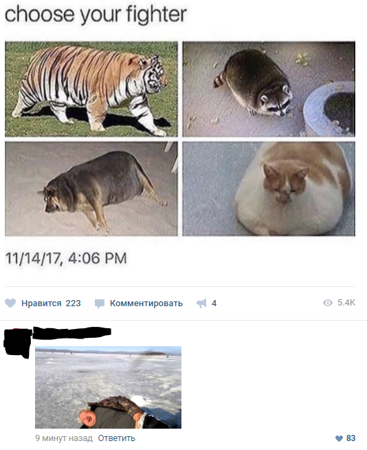 Choose your fighter - Fighter, Animals, Humor, Excess weight, Images, 9GAG, In contact with