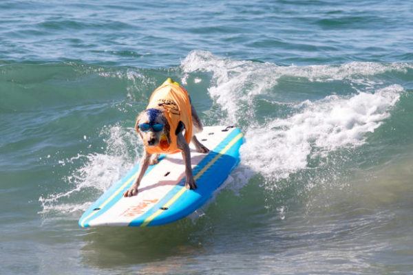 Surfer dog competition in California - , Surfing, Dog, Video, Longpost