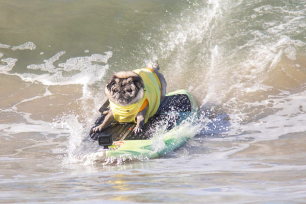 Surfer dog competition in California - , Surfing, Dog, Video, Longpost