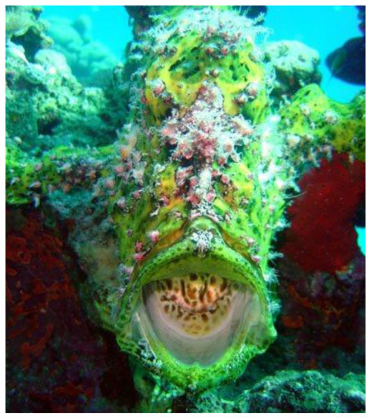 Underwater monsters, the name of which clearly reflects their essence - A fish, Unusual, Longpost