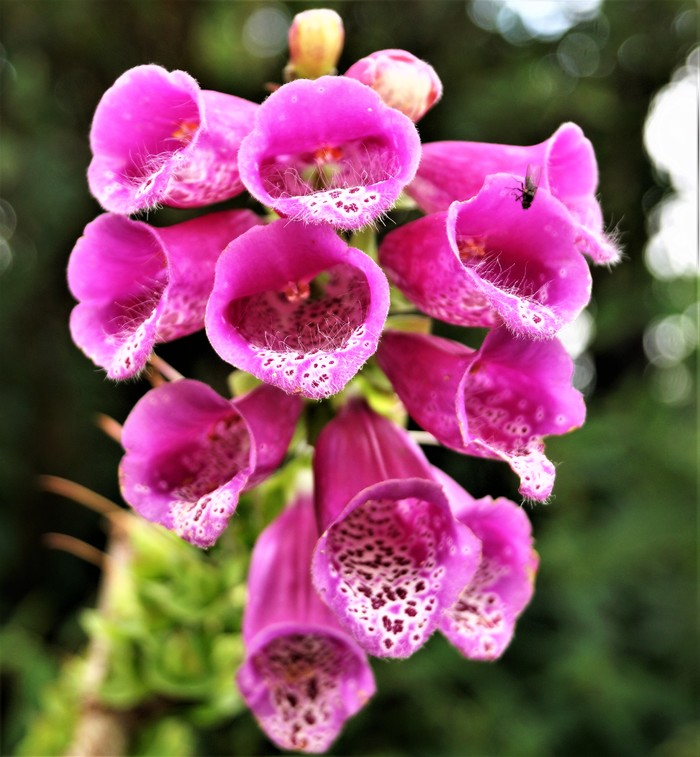 Some bright colors, foxglove. - My, Flowers, Foxglove, Summer