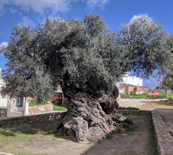 Olive tree 3000 years old - Olive tree, Olives, Tree, The photo, Age, Reddit