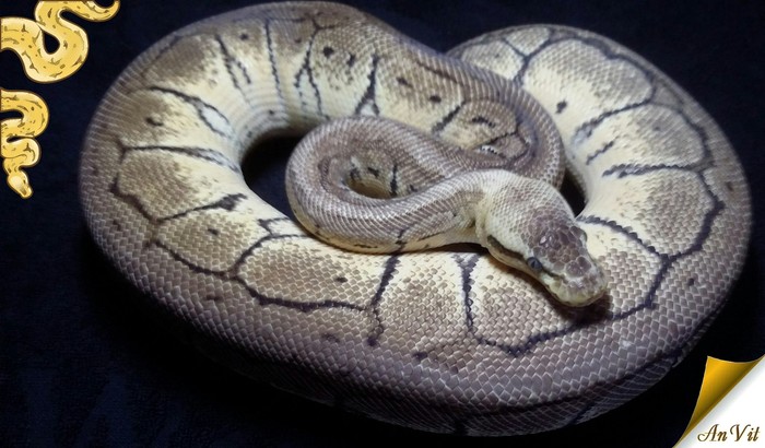 Pshhh... my opinion on the origin - My, Anvit, Snake, Royal python, Pithon regius, Story, Opinion