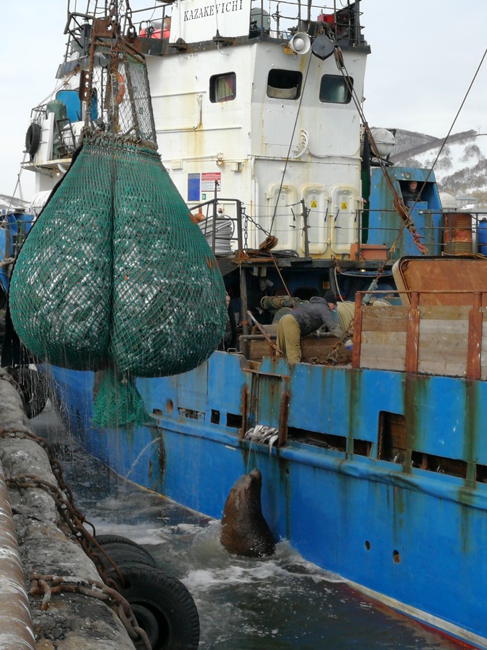Cape Signal. Kamchatka. In search of sea lions - My, Petropavlovsk, Port, Sea lions, Ship, Fishing, Travels, Дальний Восток, Sea, Longpost