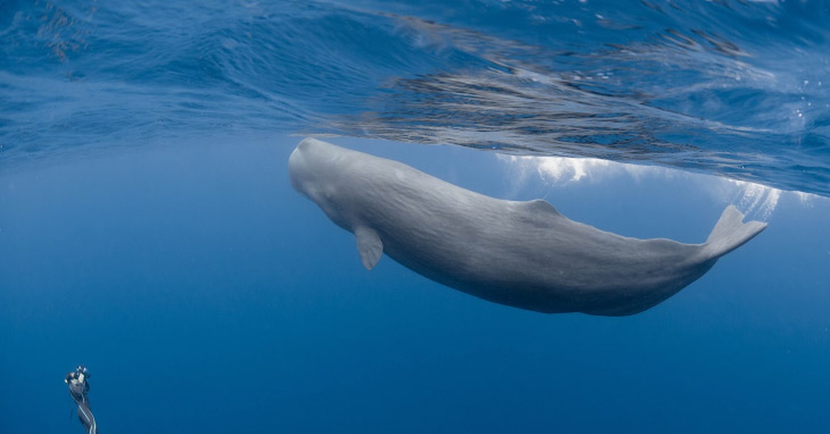 Кошелот. Китообразные Кашалот. Кашалот это зубатый кит. Кашалот в Антарктиде. Кит Кашалот картинки.