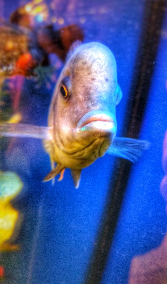 fish faces - My, A fish, Aquarium, Face, Yekaterinburg, Longpost