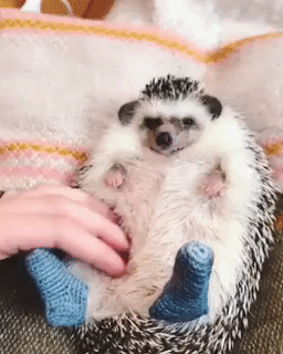 When the heating was turned off and I had to put on woolen socks - Hedgehog, Socks, Cosiness, Milota, GIF