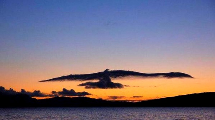 Bird instead of clouds - Nature, Clouds, Birds