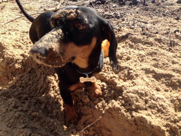 Family row - My, Family, Dachshund Ferret, friendship, Longpost, Dog