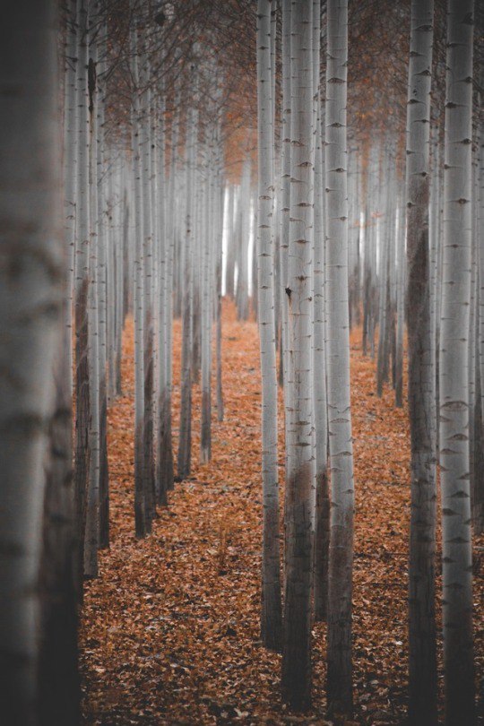 forest selection - Forest, The photo, Tree, Longpost