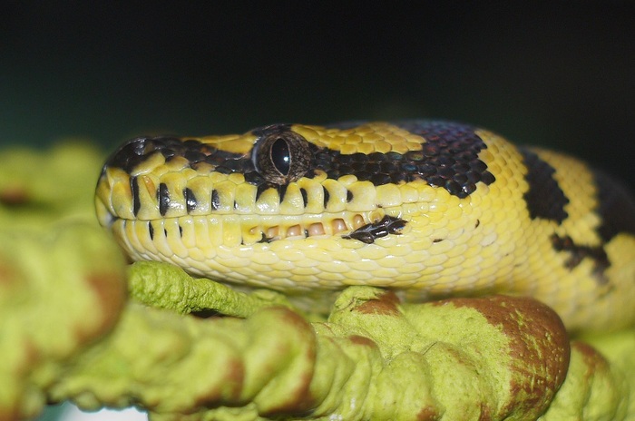 Infrared vision in snakes - My, Snake, Informative, Wild animals, , Python, Keffiyeh, Longpost, Exotarium