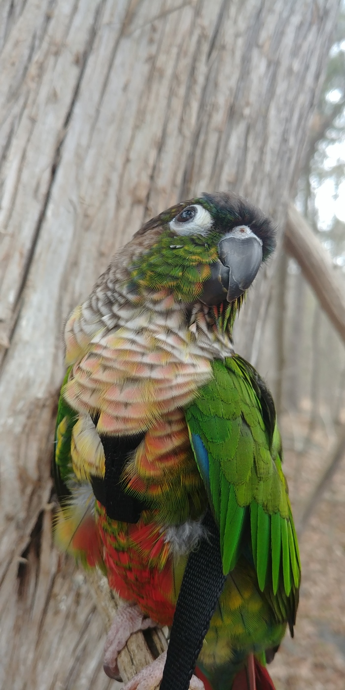 The first spring walk of the parrot! - My, A parrot, Leash, Forest, Pyrrura, Longpost