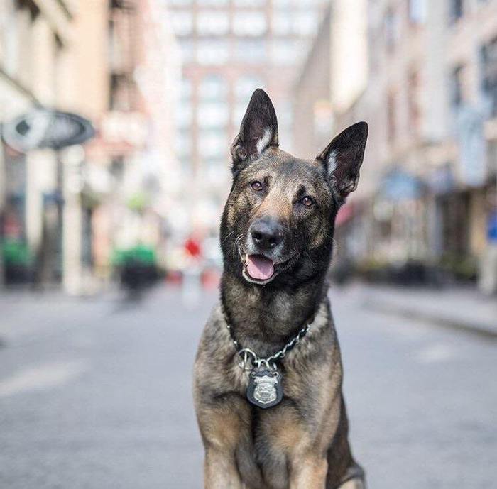 Queenland Police Officer - Dog, Good boy, Milota, beauty, Police, Reddit