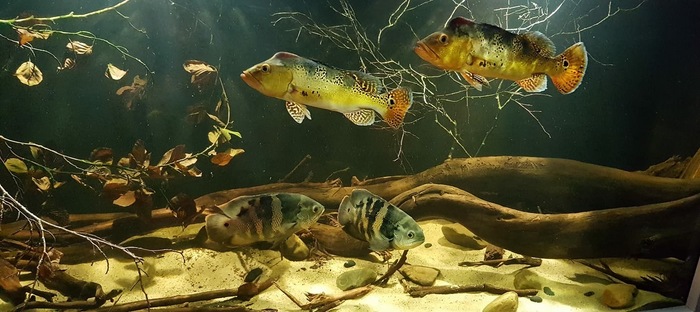 Биотоп с цихлидами