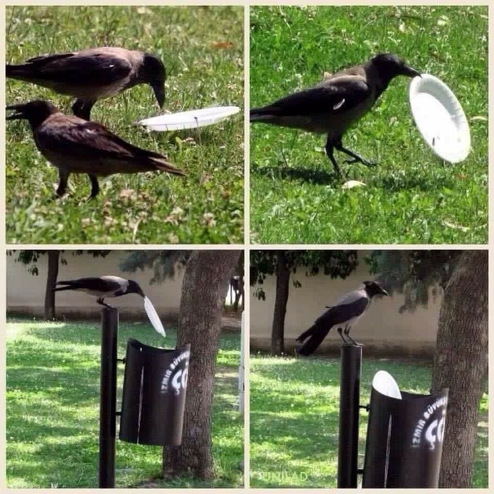 ambitious crow - Crow, Birds, Nature, 