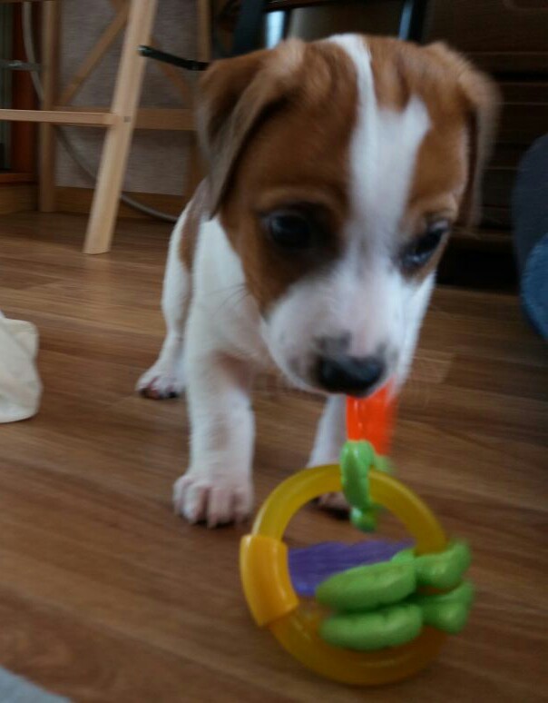 Replenishment in the family - My, Puppies, Jack Russell Terrier, Milota, Nipper, Longpost, Dog