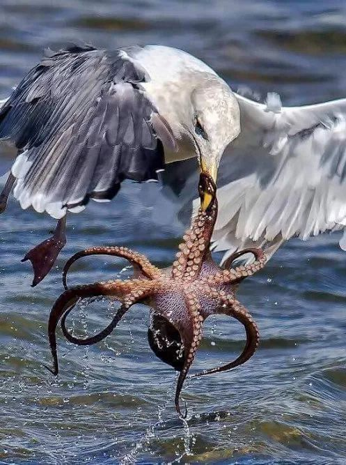 What is at the right time at the right hour. - Dinner, Seagulls, Octopus