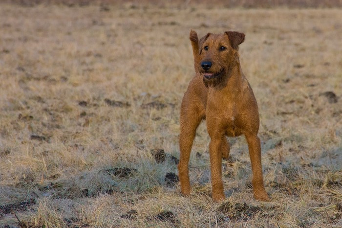 Irish Terrier - My, Dog days, Dog, Irish Terrier, Longpost