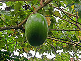 The fruit of the gourd tree, from which the first maracas were made - Musical instruments, Maracas, Manufacturing