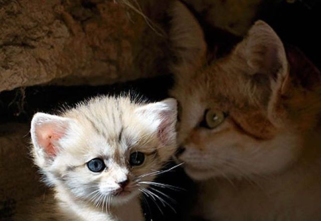 sand cat kitten - cat, The photo, Wild animals, Longpost