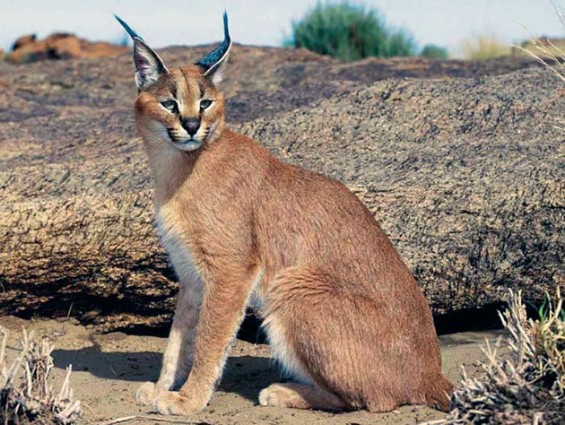 Caracal - cat, Eve Online