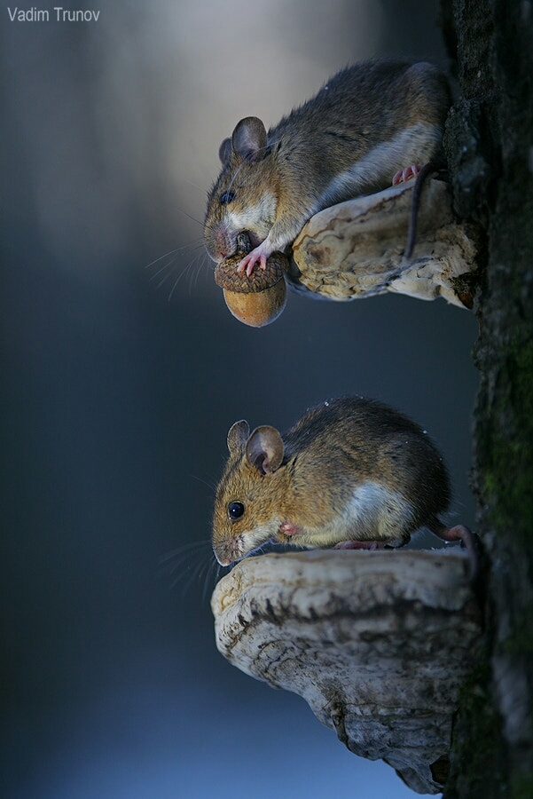 Vadim Trunov and his macro. - The photo, Longpost, , Macro photography, Macro