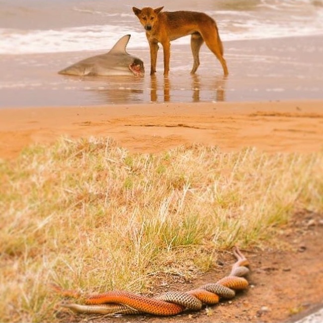 A little more Australia - Australia, Nature, 9GAG