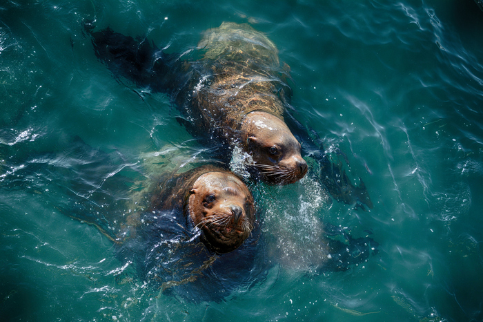Sea lions - My, Kamchatka, Russia, wildlife, Animals, Sea lions, Sea lion, Rookery, Nikon, Longpost