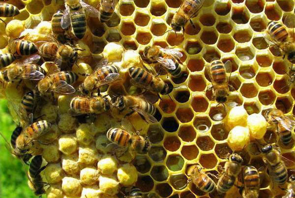 как производится мёд мёд, пчеловодство, технологии, пчелы, длиннопост